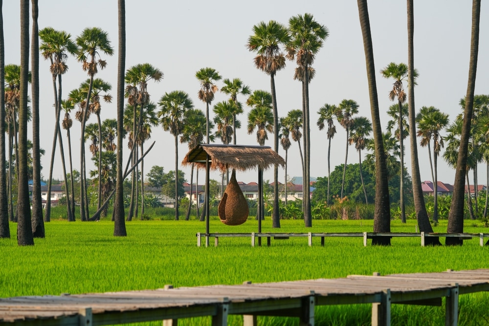 ปทุมธานี